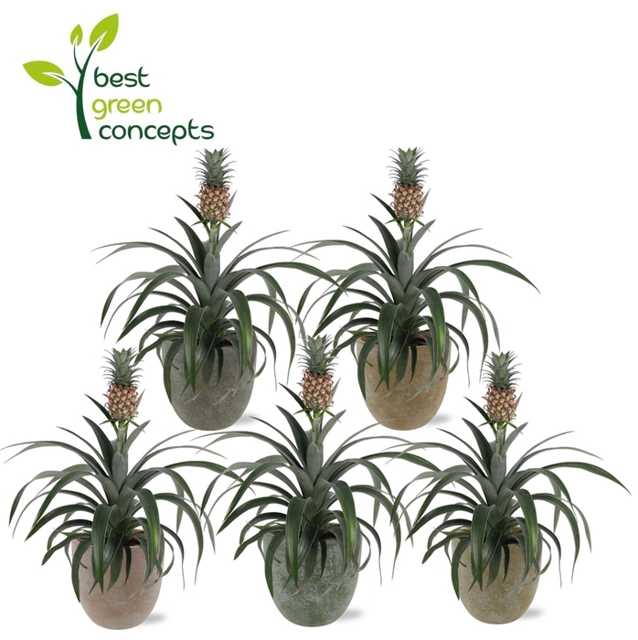 <h4>ANANAS OV</h4>