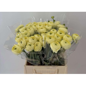 Ran Suc 1st Creme 511 Crema