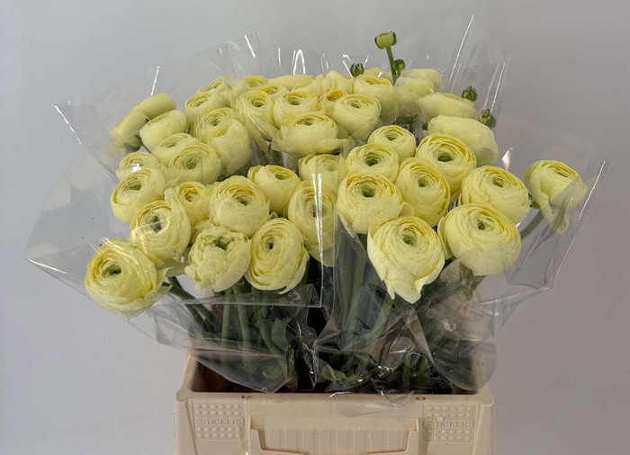 <h4>Ran Suc 1st Creme 511 Crema</h4>