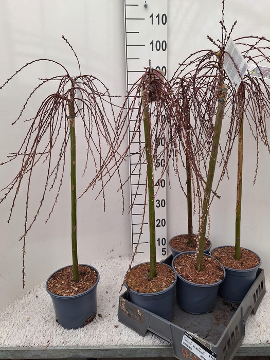 <h4>SALIX REP ARMANDO</h4>