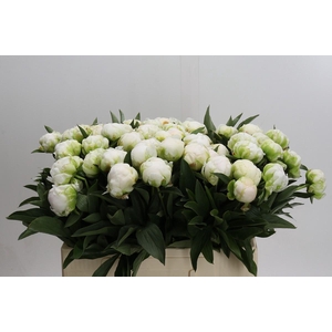 Paeonia Madame Claude Tain