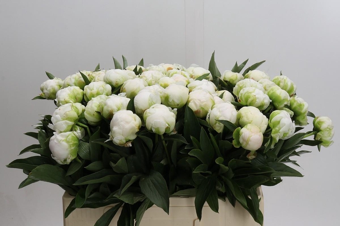 Paeonia Madame Claude Tain