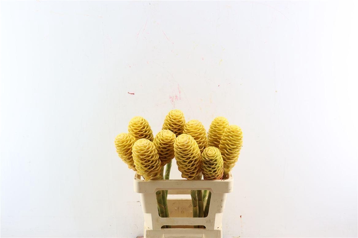 <h4>Zingiber Spectabile</h4>