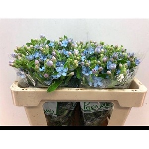OXY CO TAN PURE BLU