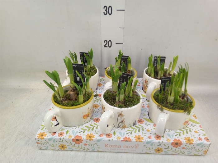 <h4>Arr. Narcissus</h4>