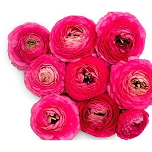 # Ranunculus Elegance Hot Pink **clearout**