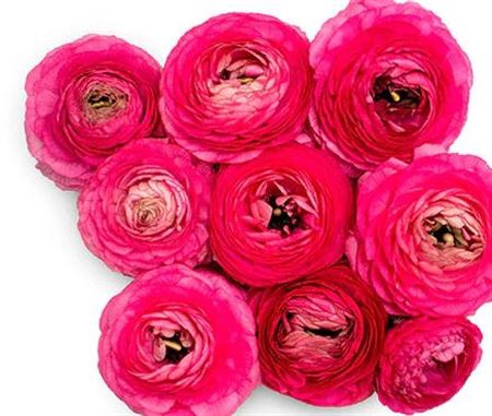 <h4>Ranunculus Elegance Hot Pink</h4>