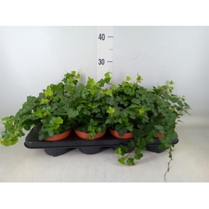 Hedera helix 'Wonder'