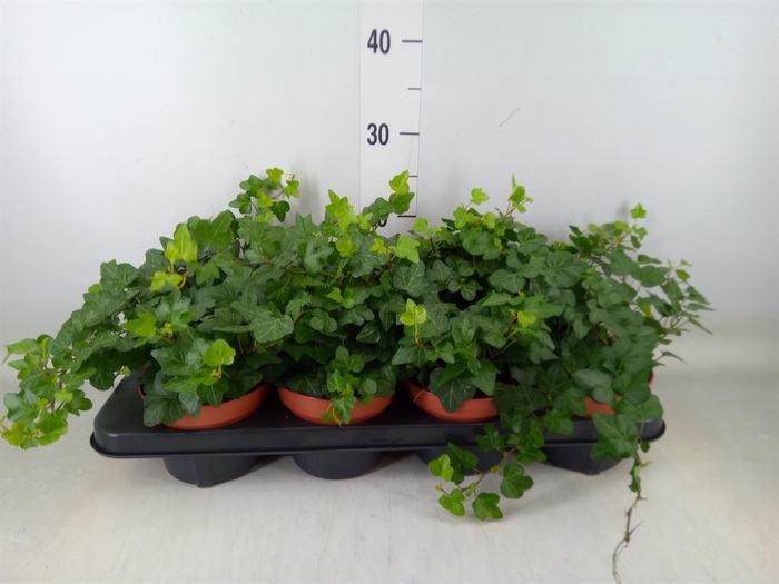 <h4>Hedera helix 'Wonder'</h4>