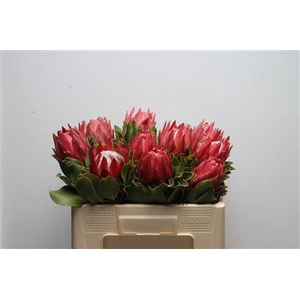 Protea Cynaroides Red Rex