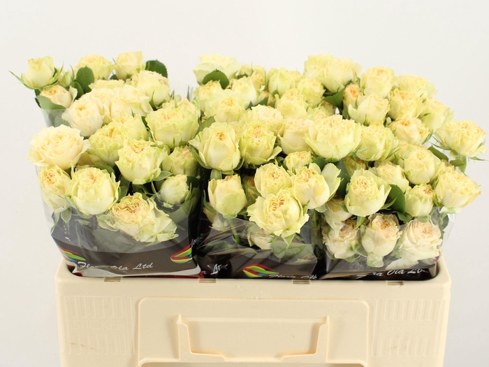 <h4>R TR SUMMERROSE</h4>