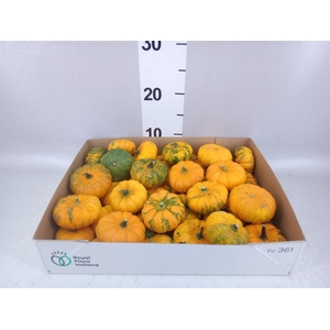 Cucurbita pepo 'Baby Boo'   ../stuk