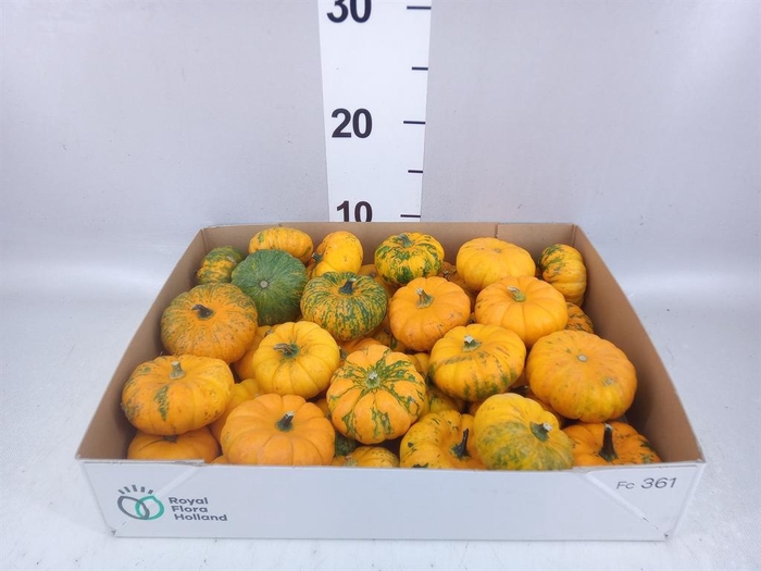 <h4>Cucurbita pepo 'Baby Boo'   ../stuk</h4>