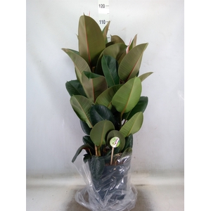 Ficus elastica 'Robusta'