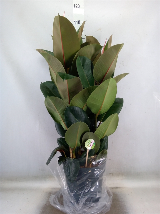 <h4>Ficus elastica 'Robusta'</h4>
