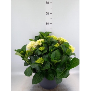 Hydrangea mac.