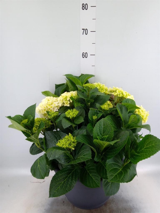 <h4>Hydrangea mac.</h4>