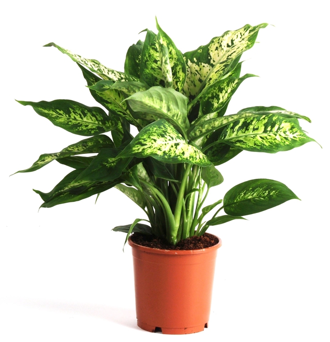 <h4>Dieffenbachia  'Compacta'</h4>