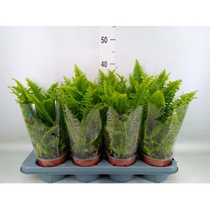 Nephrolepis exal. 'Green Lady'