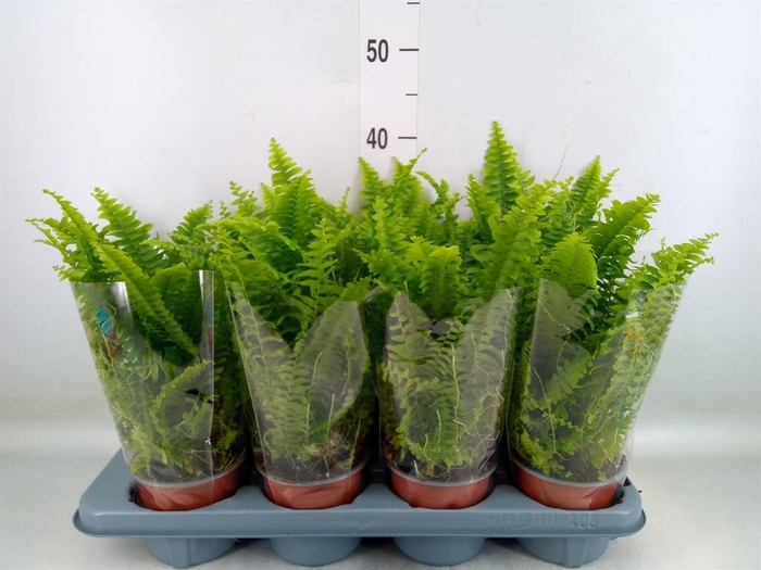 <h4>Nephrolepis exal. 'Green Lady'</h4>