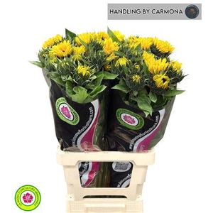 HELIANTHUS AN VINCENTS CHOICE