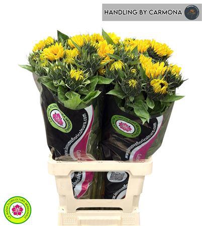 <h4>HELIANTHUS AN VINCENTS CHOICE</h4>