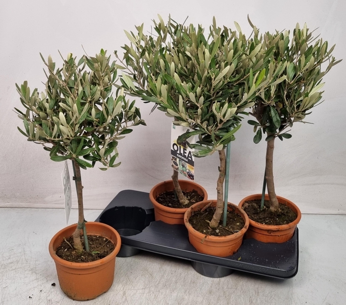 <h4>OLEA EUROPAEA</h4>