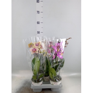 Phalaenopsis ...mix