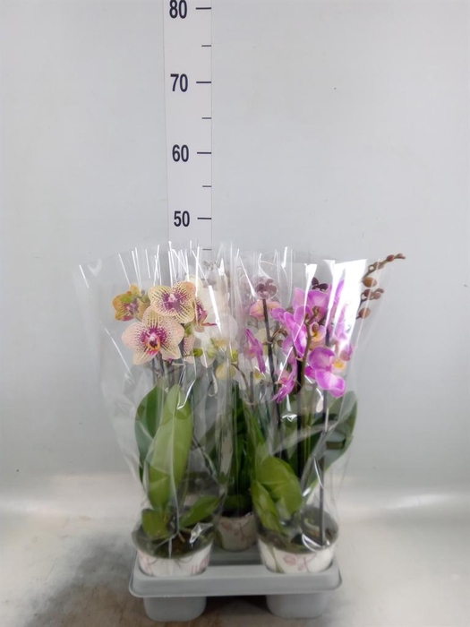 <h4>Phalaenopsis ...mix</h4>