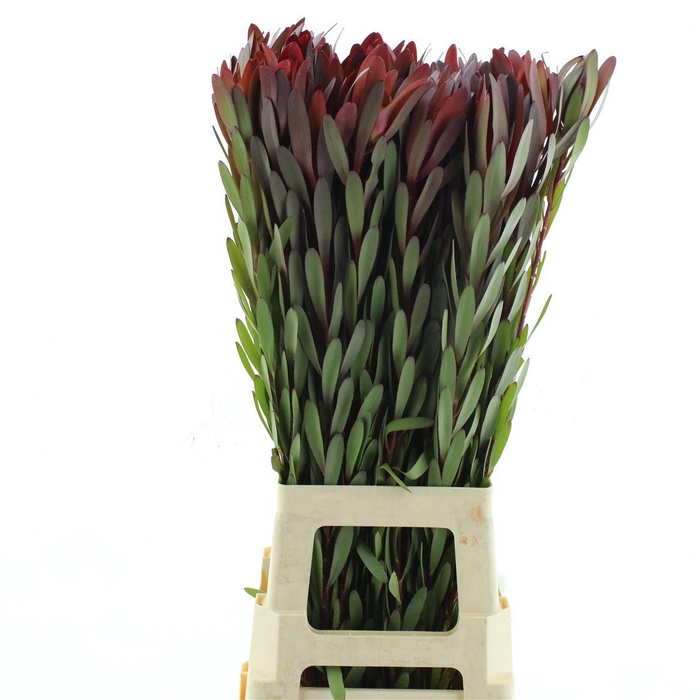 <h4>Leucad Safari Sunset</h4>