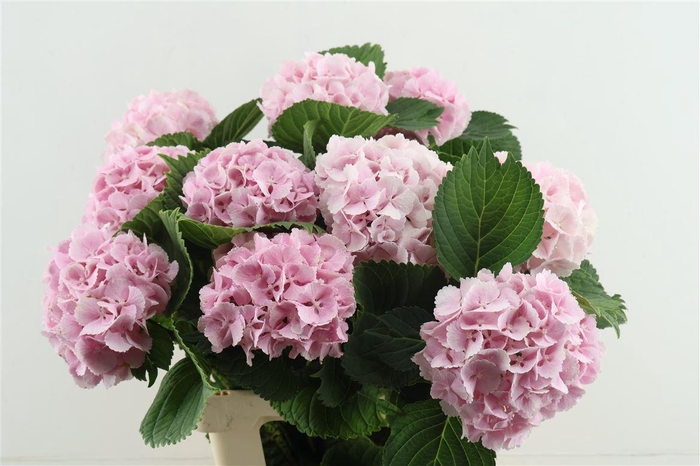 <h4>Hydr M Lollypop Pink 65-17</h4>