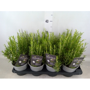 Rosmarinus officinalis   ...