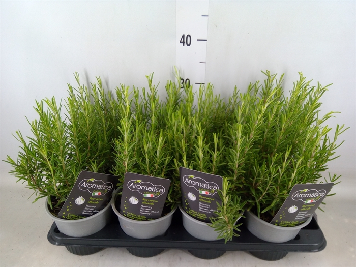 <h4>Rosmarinus officinalis   ...</h4>