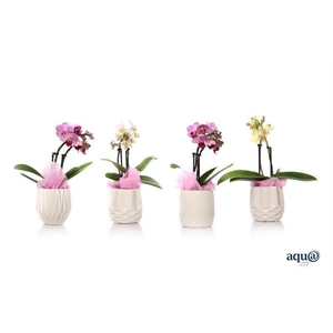 Dolomite Mix Tiny Dolls Mix 2T10+ Aqu@ met roze doekje