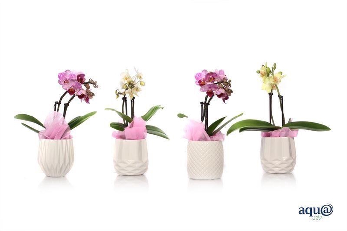 <h4>Dolomite Mix Tiny Dolls Mix 2T10+ Aqu@ met roze doekje</h4>