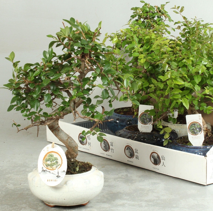 <h4>BONSAI GEM</h4>