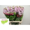 Matth Iron Light Pink