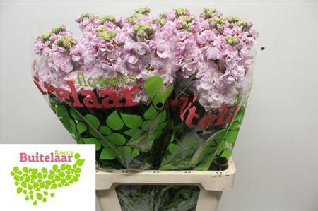 Matth Iron Light Pink