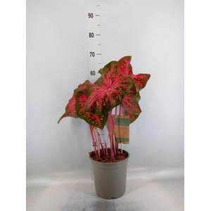 Caladium   ...
