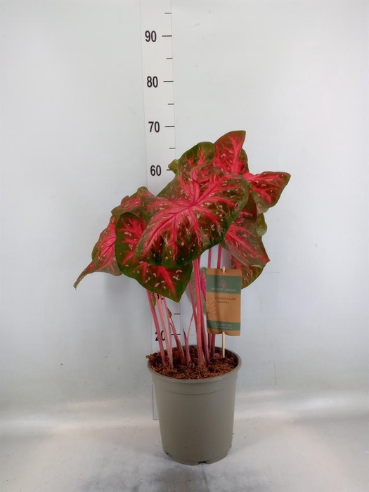 <h4>Caladium   ...</h4>