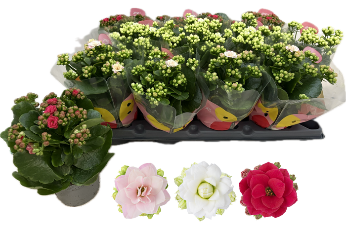 <h4>KAL GE RF MIXK</h4>