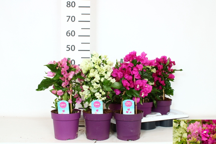 <h4>BOUGAINV OV</h4>