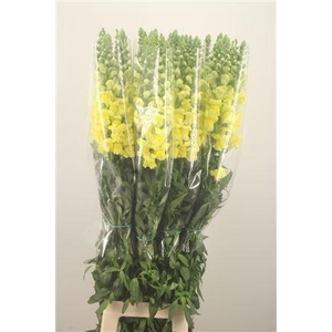 Antirrhinum Fr. Yellow Ex