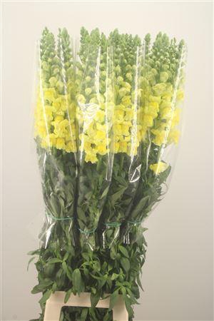 <h4>Antirrhinum Fr. Yellow Ex</h4>