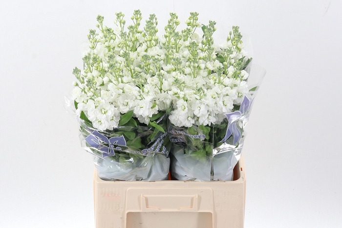 <h4>Matth Aida White</h4>
