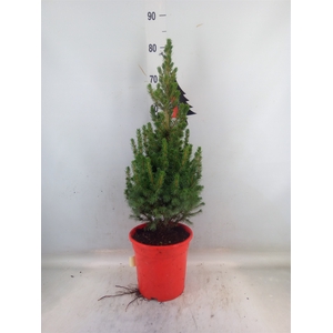 Picea glauca 'Conica'
