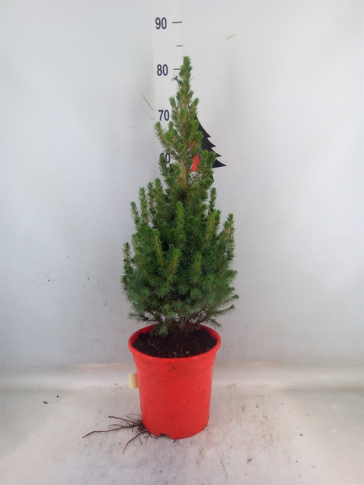 <h4>Picea glauca 'Conica'</h4>