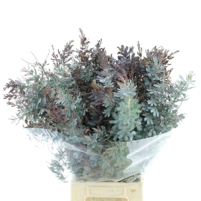 <h4>ACACIA BL CL LUNE BS</h4>