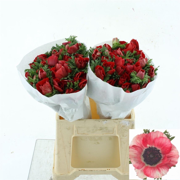 <h4>ANEM CO MIS + RED</h4>