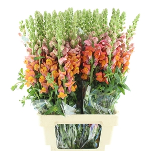 ANTIR OP DARK ORANGE